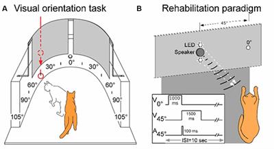 Reversing Hemianopia by Multisensory Training Under Anesthesia